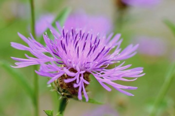 Wild corn flower close up