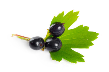 Berries black currant with green leaf. Fresh fruit, isolated on white background.