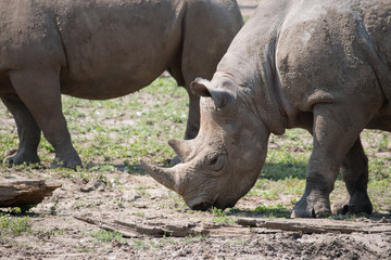 Obraz premium Rhino close up