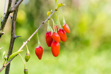 Goji berry, or wolfberry. Ripe berries on the branch. Anti aging fruit. Closeup.  Lycium barbarum...