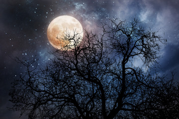 Obraz na płótnie Canvas halloween background with moon and dead tree