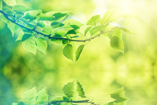 nature background with green leaves