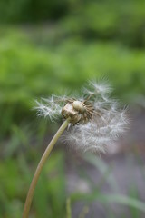 Nahaufnahme Pusteblume Löwenzahn Taraxacum sect. Ruderalia