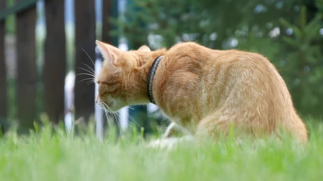 Red Cat Image in Green Grass Waiting to Play
