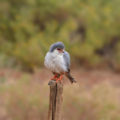 Pygmy Falcon