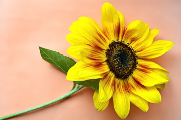 yellow garden decorative sunflower with green leaves on orange background