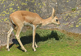 Persian gazelle (Gazella subgutturosa subgutturosa). Portrait