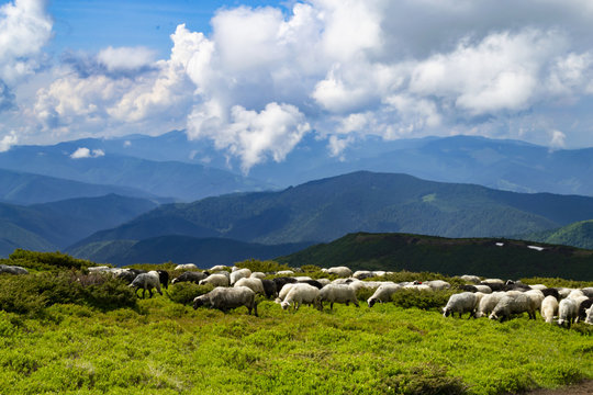 Sheeps, lambs on the mountain farm against green grass fields and beautiful cloudy sky. Warm summer photo with bright colors