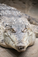 Crocodile closeup faceshot
