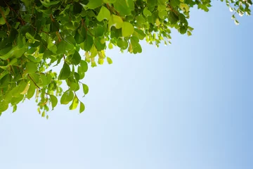 Poster de jardin Arbres Blue sky and tree crown. Plants against sunlight.