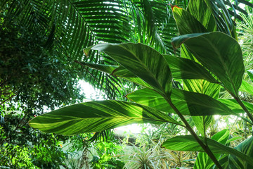 Plakat Tropical plants & background