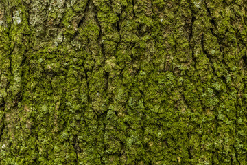 green moss in the bark tree