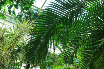 Fototapeta na wymiar Tropical plants & background
