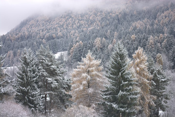 La prima neve dell'inverno sulla Foresta
