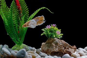 Fighting fish, Siamese fish, in a fish tank decorated with pebbles and trees, Black background.