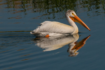 American Pelican