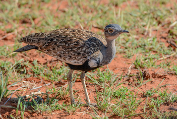 Red-crested Korhaan