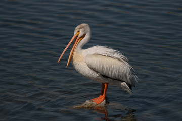 American Pelican
