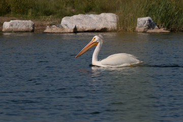 American Pelican