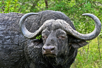 Naklejka premium Large African Buffalo Bull