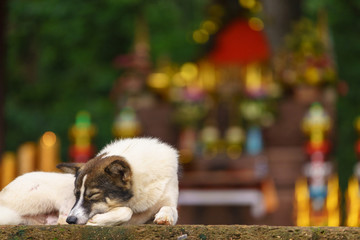 Dog napping on steps of a temple