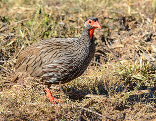 Red-necked Spurfowl
