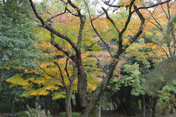 秋の林の彩り