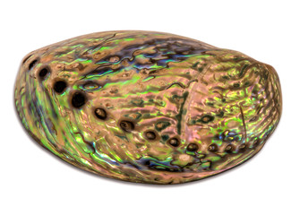 Shiny colorful abalone shell photo isolated on white background, perspective view