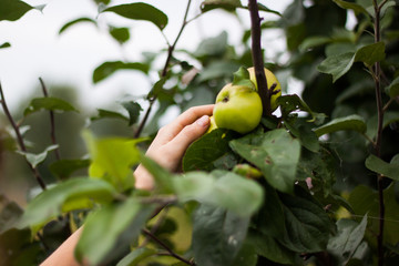Woman picking a ripe apple from the tree.