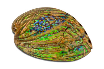 Abalone shell perspective photo isolated on white background