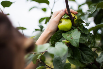 Woman picking a ripe apple from the tree.
