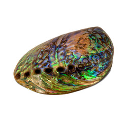 Shiny abalone shell photo isolated on white background, perspective view