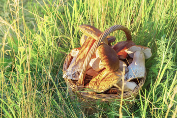 Full wicker basket of white mushrooms boletus stands on dry grass on sunset light.  Many big mushrooms were collected in forest.