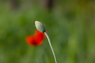 poppy flowers field