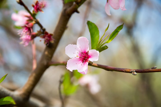 Flowering peach tree