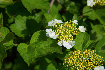 Flowering Ukrainian viburnum