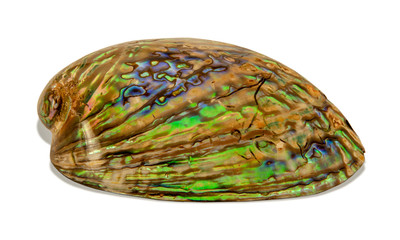 Abalone shell isolated on white background