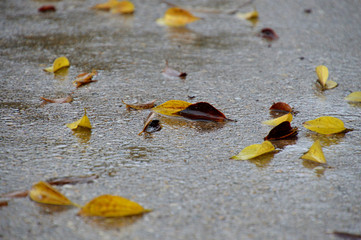 Fototapeta na wymiar 黄色い落葉が点在する歩道の雨上がりの風景