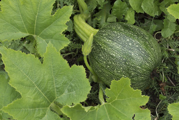 Green squash grows in the garden in the summer.
