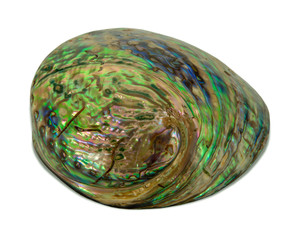 Greenish abalone shell photo isolated on white background