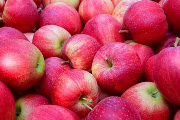 Reife rote Äpfel nach der Apfelernte