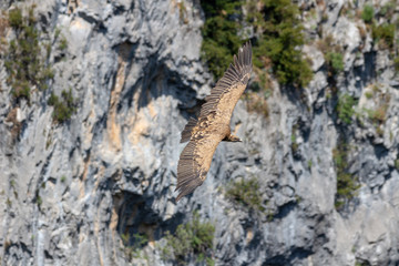 Gänsegeier im FLug