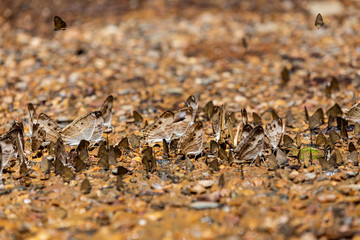 Group of butterflies puddling on the ground and flying in nature,(Ban Krang),Kaeng Krachan National Park,Phetchaburi,Thailand