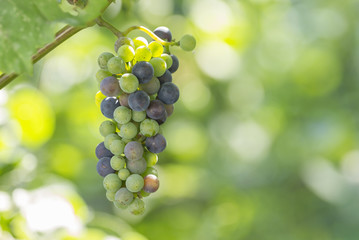 Grapes grow on the plantation