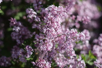 Obraz premium Purple lilac in the park