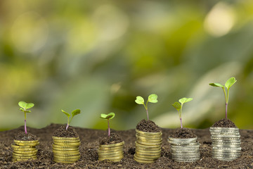 Münzen im Boden mit Jungpflanze konzept für Geldmengenwachstum