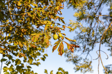 Kastanien unter blauem Himmel