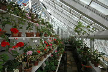 Old greenhouse with many plants