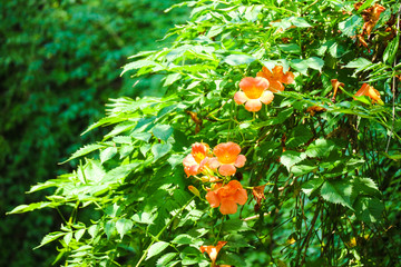 Beautiful Chinese trumpet creeper