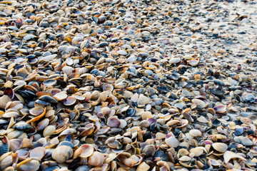 Many shells that lie on the morning shore in the sun.